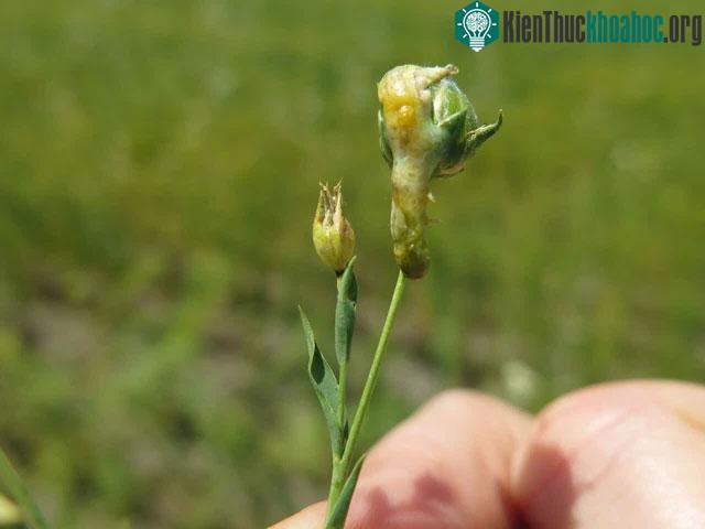 Một con sâu đục bông chết trên ngọn cây.