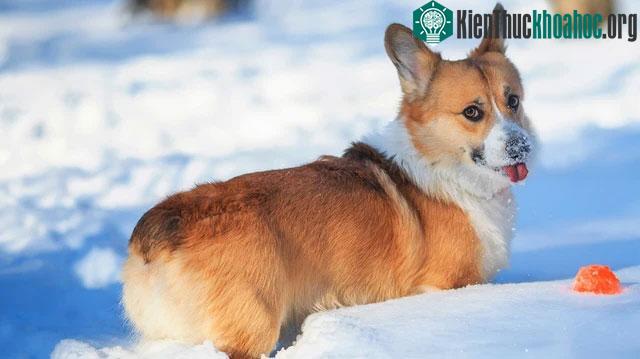 Pembroke Welsh Corgi