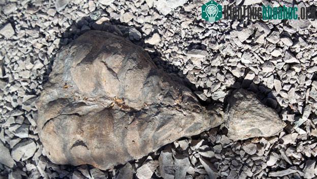 Odontochelys