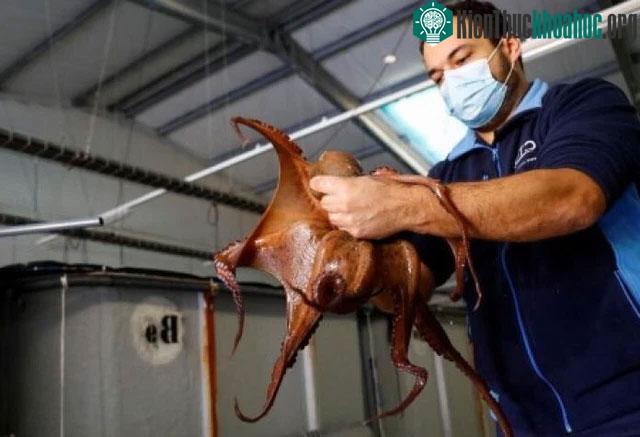 Những con bạch tuộc được nuôi trong trang trại sẽ trở thành một giống bạch tuộc mới