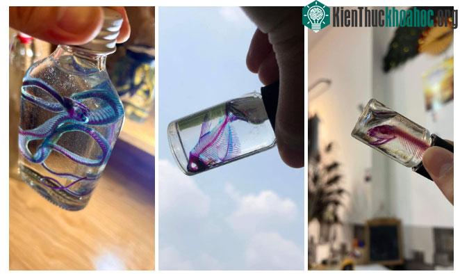 Cậu học sinh lớp 9 tại Việt Nam và ý tưởng lưu giữ vẻ đẹp của cái chết ảnh 4