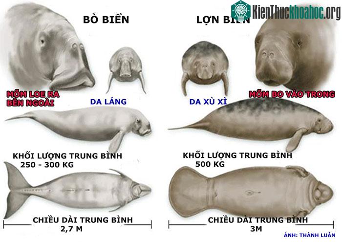 Phân biệt bò biển và lợn biển.