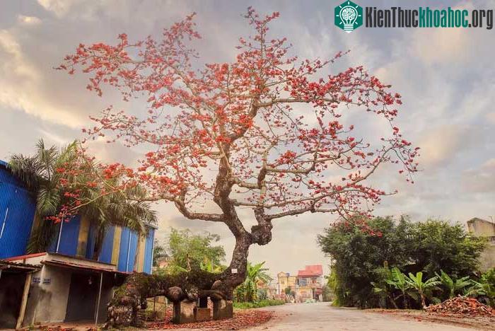 Cây gạo cổ thụ này tọa lạc ngay cổng trường cấp 2 xã Thái Thịnh, huyện Thái Thụy, tỉnh thái bình.