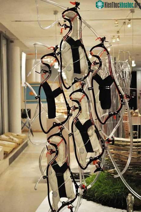 Gà được nuôi trong các trang trại với hai mục đích: lấy trứng và thịt.