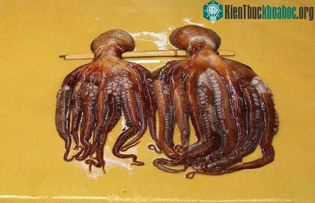 Dù là phương pháp nào thì việc nuôi nhốt bạch tuộc cũng vẫn là tàn nhẫn.&nbsp;