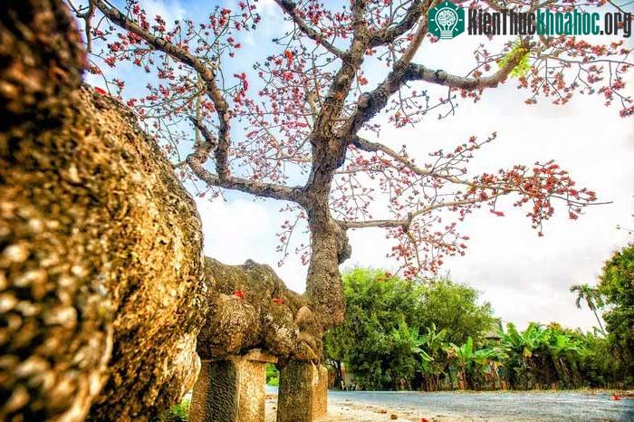 Thái Bình những ngày giữa tháng 3: Xốn xang nhành hoa gạo vào mùa trổ rực ảnh 6