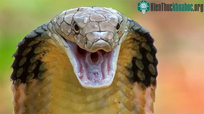 Một số loài rắn như rắn hổ mang thậm chí có vị trí nổi bật trong tôn giáo