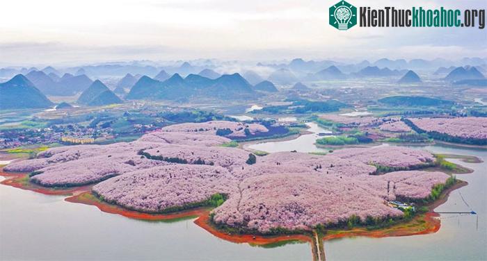 Trong khi đó, ở một khu vườn phía tây nam Trung Quốc, hoa anh đào cũng đang nở rộ.