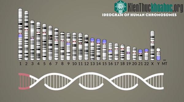 Virus có thể tự hình thành trước cả tế bào