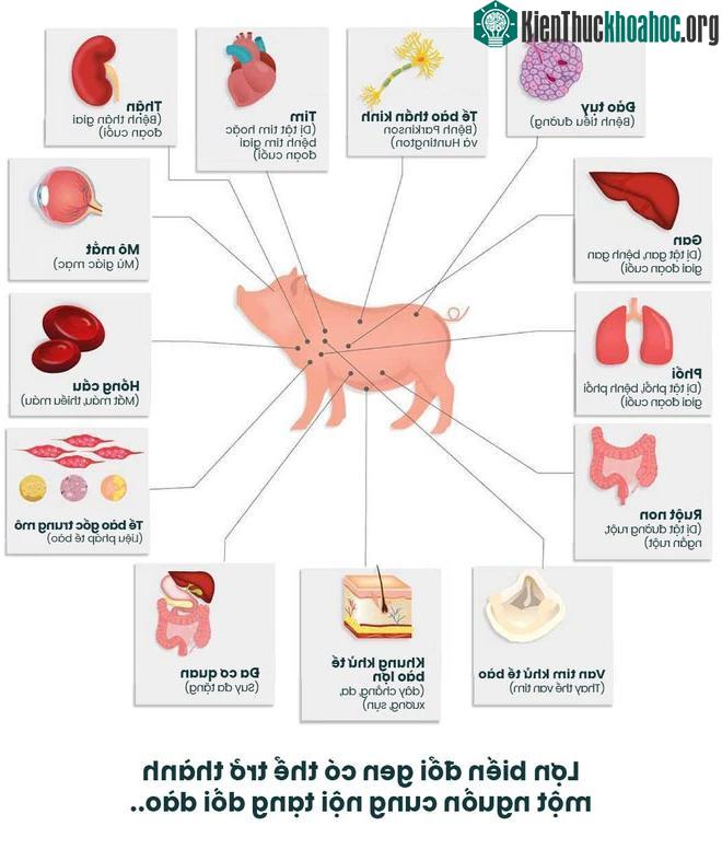 Cấy ghép nội tạng người giúp giải quyết nguồn cung nội tạng đang bị thiếu hụt