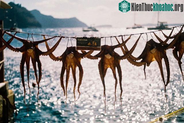 Việc nuôi trồng thủy hải sản không bù đắp được tác hại của hoạt động đánh bắt ngoài tự nhiên.