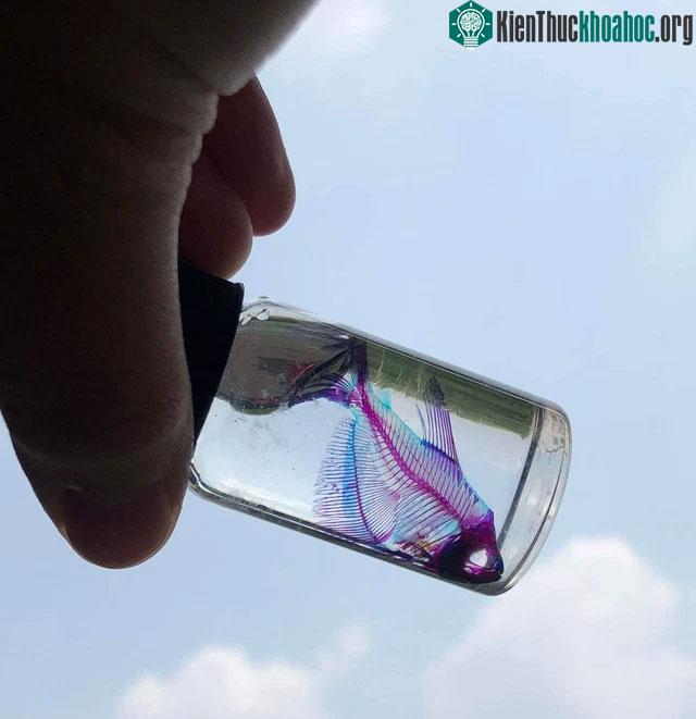 Sau khi hoàn tất mẫu và cho nó vào lọ