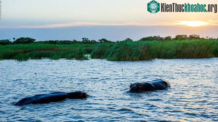 Công viên đầm lầy Simangaliso trên bờ biển Nam Phi