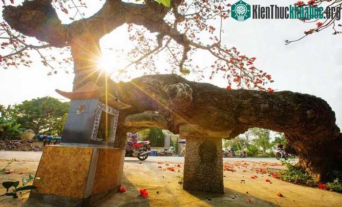 Thái Bình những ngày giữa tháng 3: Xốn xang nhành hoa gạo vào mùa trổ rực ảnh 7
