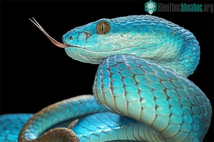 Con rắn này mang một lớp vảy óng ánh sắc xanh và đôi mắt nâu tuyệt đẹp
