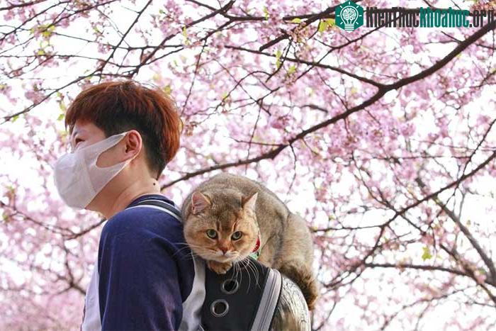 Tại Nam Kinh, Trung Quốc, nhiều người cũng mang theo thú cưng khi đi ngắm hoa anh đào nở.