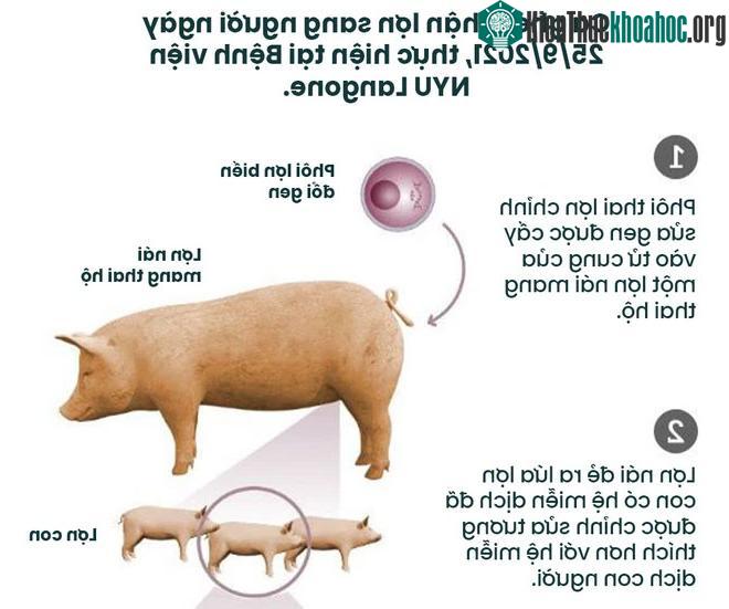 Top 5 liệu pháp y học đang dần bước ra từ phim viễn tưởng ảnh 7
