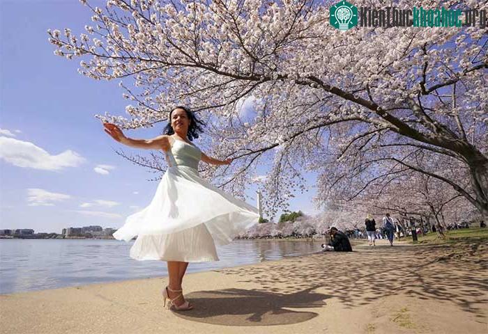 Ở bên kia bán cầu, người dân Mỹ cũng đang tận hưởng vẻ đẹp của mùa hoa anh đào nở.
