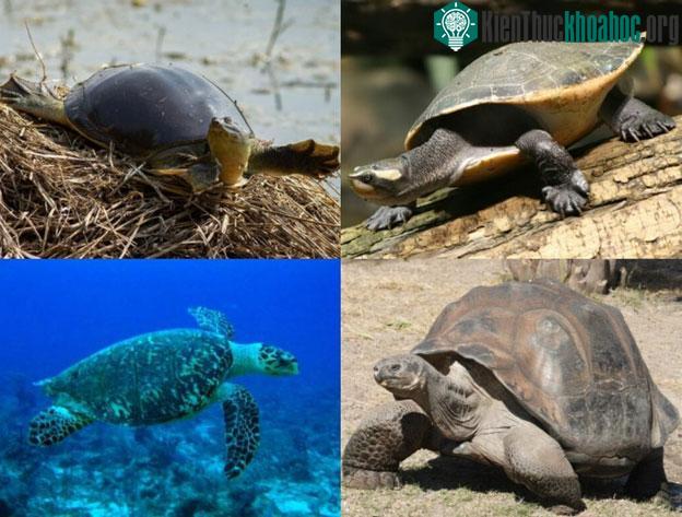 Cái mai đã trở thành bộ giáp cũng như ngôi nhà di động của rùa