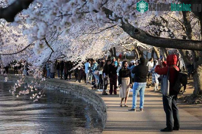 Nhiều người tụ tập dọc theo bờ hồ Tidal Basin ở Washington để chụp hình