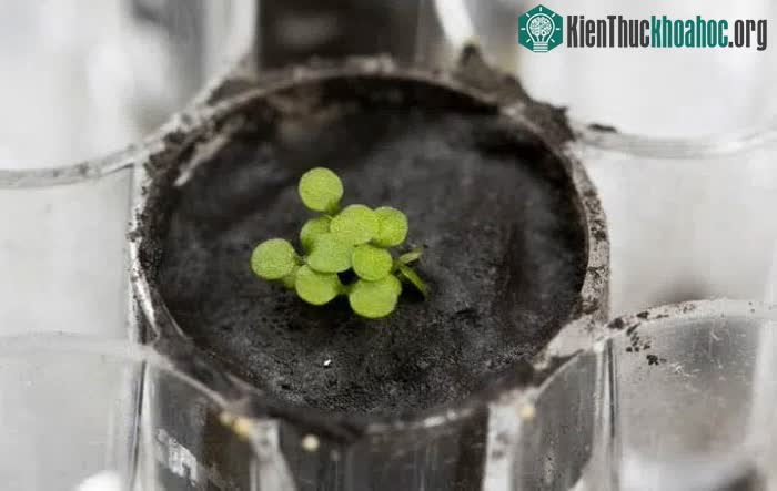 Cây Arabidopsis thaliana mọc trên đất Mặt trăng.