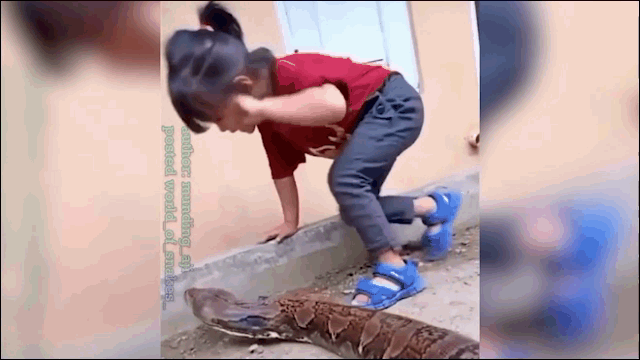 Bé gái thản nhiên chơi đùa cùng với con trăn như thú cưng.