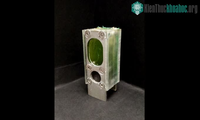 Hệ thống chứa tảo lục lam cung cấp năng lượng cho máy tính.