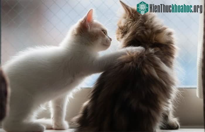 Mèo nhà có mối liên kết với lời nói của con người.