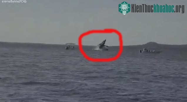 Cá voi lưng gù va chạm với du thuyền ngoài khơi Mexico.&nbsp;