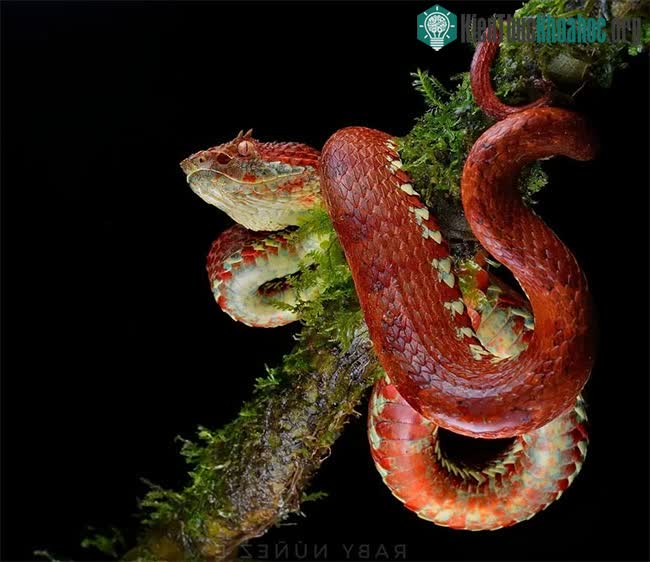 Rắn lục Bothriechis supraciliaris.