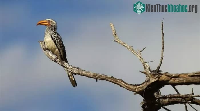 Những tác động dưới nhiệt độ cao đã làm giảm cơ hội sinh sản của chim mỏ sừng.
