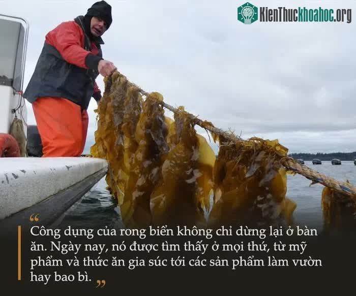 Thu hoạch rong biển