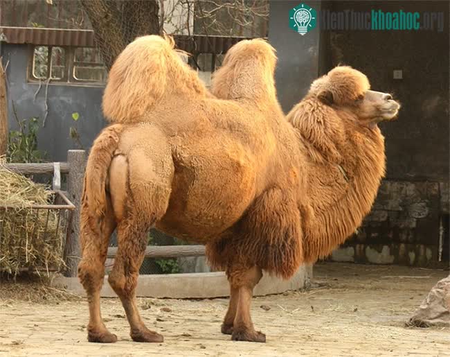 Một con lạc đà 2 bướu Camelus bactrianus tại vườn thú Thượng Hải.