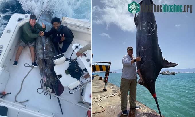 Cá cờ xanh Đại Tây Dương lớn nhất từng câu được trong 30 năm qua