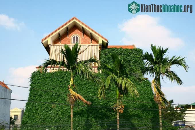 Cây xanh trên mặt đứng góp phần chống nóng cho công trình.