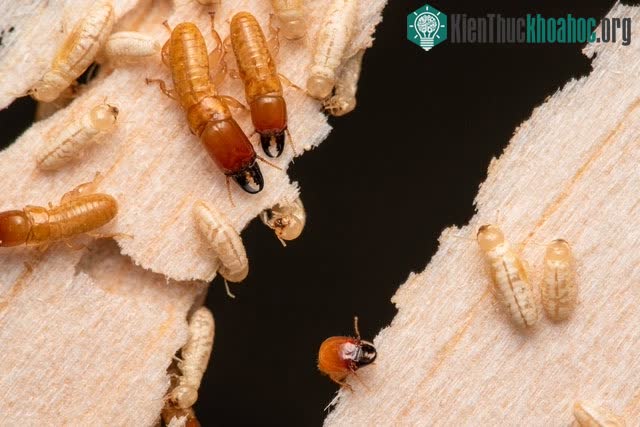 Mối chia thành nhiều loại đa dạng.