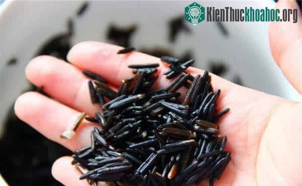 Loại rau "chân dài mỹ nữ", thế giới chỉ có Việt Nam và Trung Quốc trồng để ăn ảnh 0