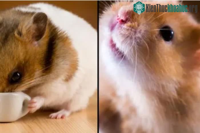 Thí nghiệm chỉnh sửa gene khiến chuột hamster hung dữ hơn.