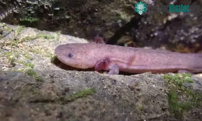 Loài kỳ nhông mới được phát hiện có tên Andrias jiangxiensis sp. nov.