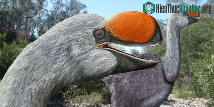 Loài Demon Ducks of Doom