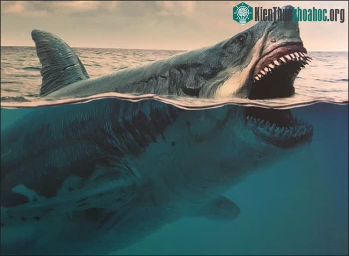 Loài cá quen thuộc này đã đẩy "quái thú" Megalodon tới bờ tuyệt chủng ảnh 0
