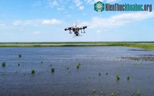 Người dân có thể áp dụng phương pháp gieo hạt này vào bất kỳ thời điểm nào trong ngày.