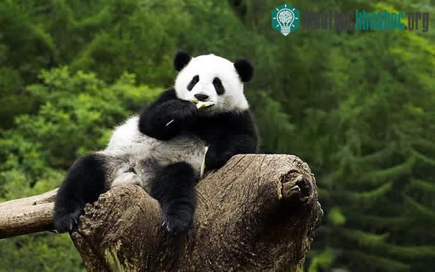 Gấu trúc là loài động vật ưa sự đơn độc.