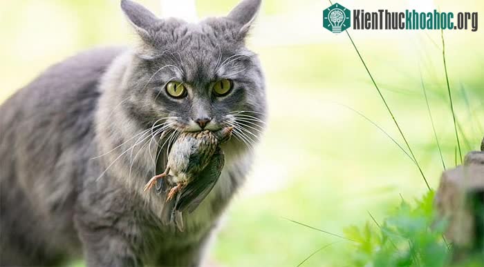 Mèo bị cho là kẻ thù truyền kiếp của các loài chim và động vật có vú nhỏ