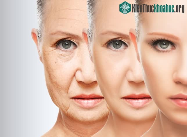 Để chống lại sự lão hóa, con người bắt đầu theo đuổi việc tìm kiếm sự trường sinh bất lão.