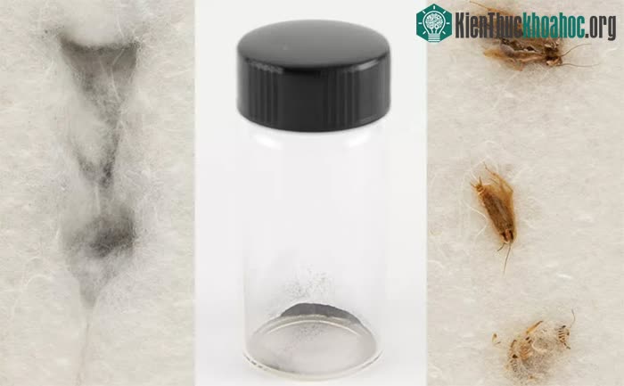 Tại sao bụi Mặt trăng lại được cho gián ăn và thu thập chất thải?
