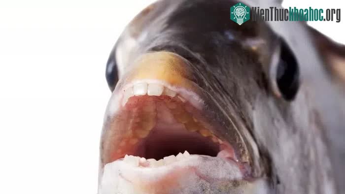 Cá đầu cừu có răng giống người.