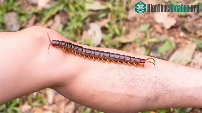 Cơ thể dài và dẹt của nó có tới 27 đoạn, với 21 cặp chân.