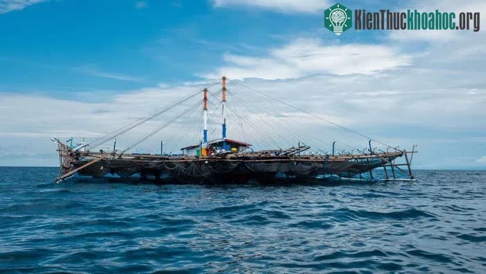 Sự thật về Bugis - Những người sống cùng cá mập khổng lồ ảnh 0