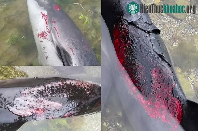 Nhiều xác cá heo được tìm thấy trên bờ biển các nước giáp Biển Đen trong tình trạng bị bỏng nặng.